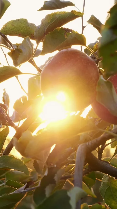 Apple harvesting. close-up. Red, ripe, juicy apples on branches in sun rays, at Stock Footage 315090179