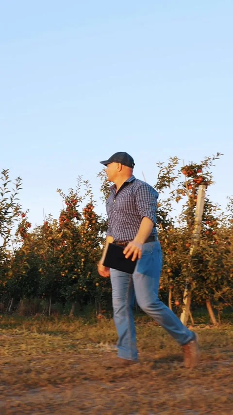 Apple harvesting. farmer with digital tablet in hands, is walking through ripe Stock Footage 307836127
