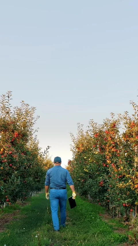 Apple harvesting. farmer with digital tablet in hands, is walking along ripe Stock Footage 313797978