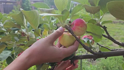 Apple Harvesting Stock Footage 248216161