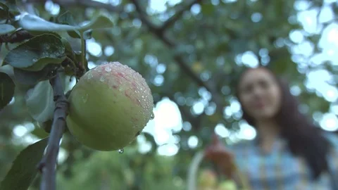 Apple harvesting. Slow motion. Video stock 70117962