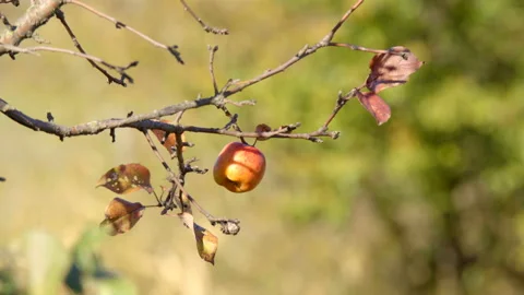The apple has ripened on the tree Stock Footage 99891067