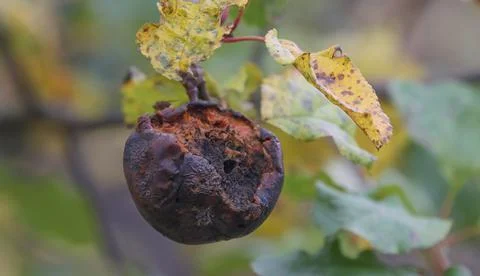 An apple that has rotted on a branch. 스톡 사진