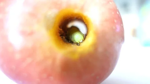 Apple has a worm inside with eating inside apple, 스톡 동영상 107378281