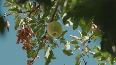Apple high up in a tree Stock Footage 287807880