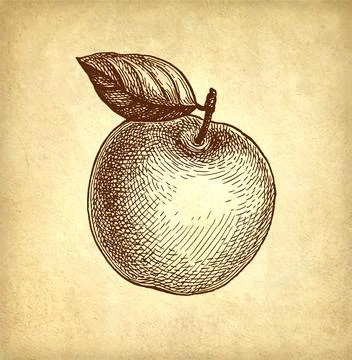 Apple ink sketch. Stock-Illustration