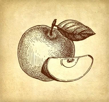Apple ink sketch. Stock Illustration