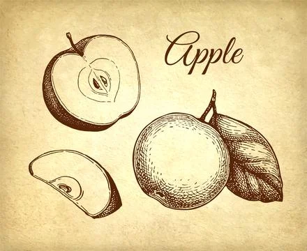 Apple ink sketch. Stock Illustration