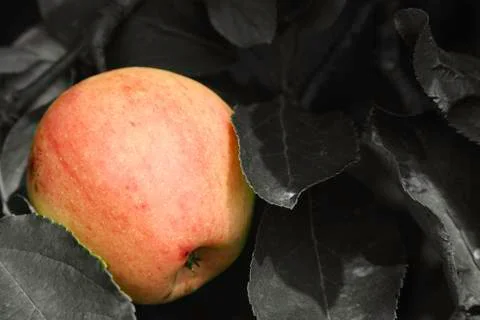 Apple isolated in tree Stock Photos