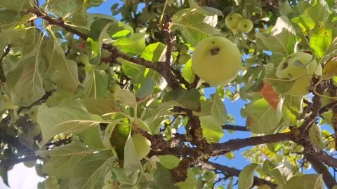 Apple-laden branch Stock-Footage 344479962
