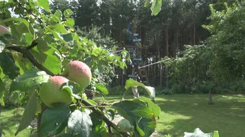 Apple with last shine of sun 스톡 동영상 11883359