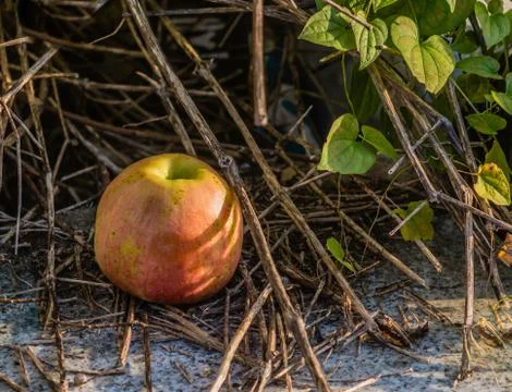 Apple laying on the ground Stock Photos
