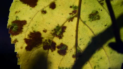 Apple leaf in autumn Stock Footage 271303755