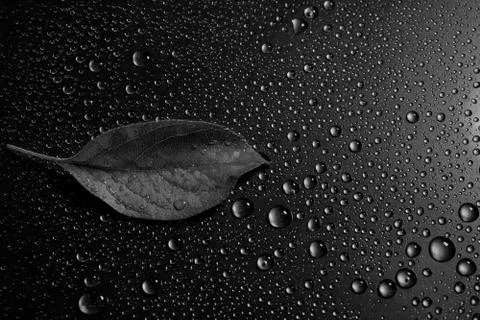 Apple leaf on a black background close-up. water drop. for design 스톡 사진