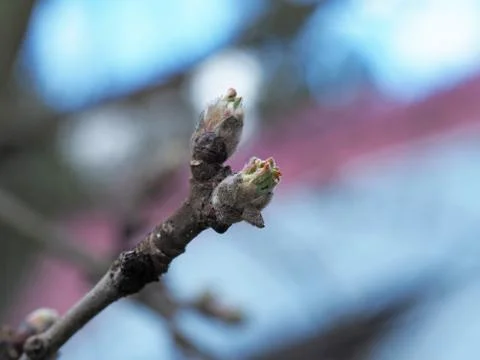 An Apple leaf blooms in early spring from a Bud on a branch. Close-up, the co Stock Photos