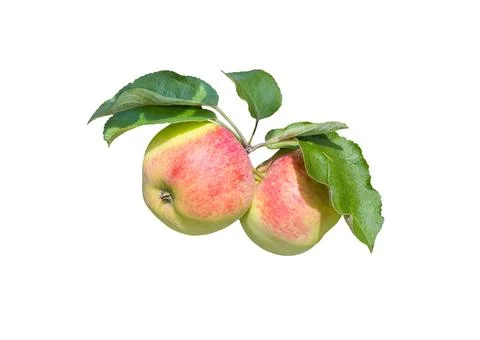 Apple with leaf on a branch. Stock Photos