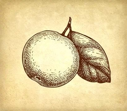 Apple with leaf ink sketch. Stock Illustration