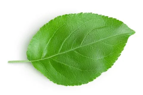 Apple leaf isolated on white background with clipping path. Stock Photos