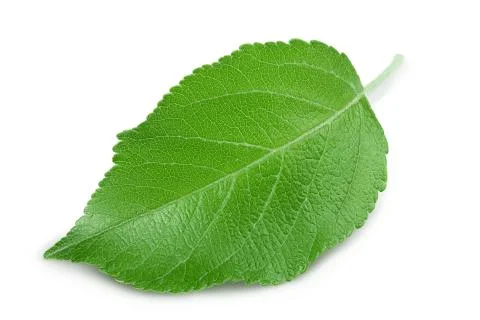 Apple leaf isolated on white background with clipping path. Stock-Fotos