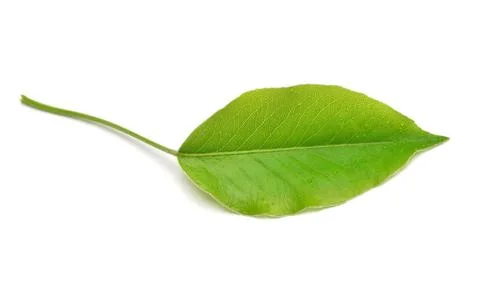 Apple leaf isolated on a white background. Nature concept. Flat lay, top view Stock Photos