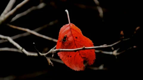 Apple leaf on pear branch Stock Footage 238865375