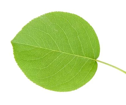 Apple leaf Stock Photos