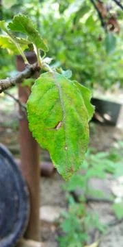 Apple leaf 写真素材