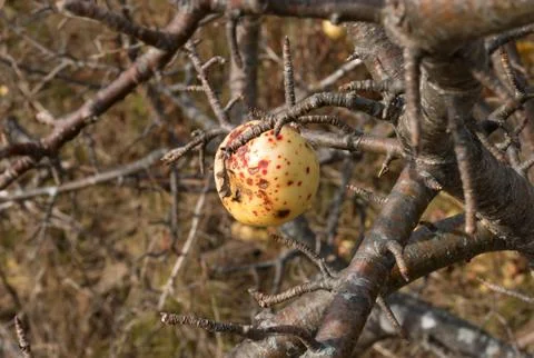 Apple on leafless tree Stock Photos
