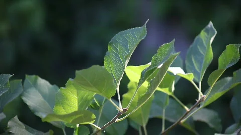 Apple leaves Stock Footage 804097