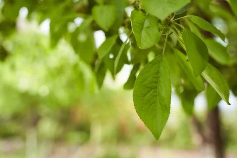 Apple leaves hang from a tree spring photo Stock Photos