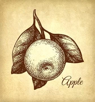 Apple with leaves. Stock Illustration