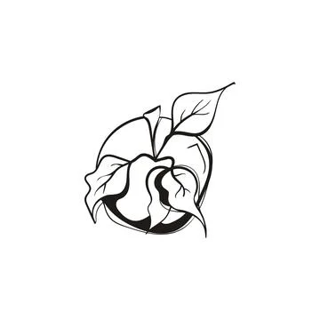 Apple with Leaves Line Art Vector Sketch Stock Illustration