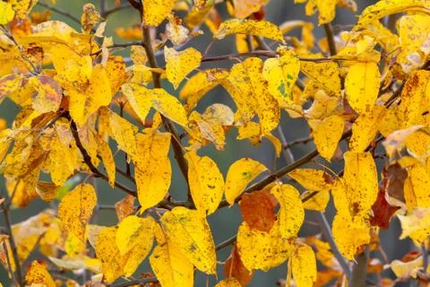 Apple leaves make up a solid background Stock Photos