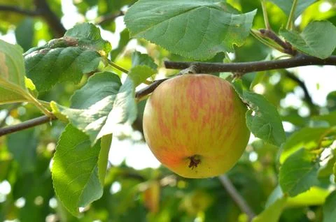 Apple with leaves on the tree Stock Photos
