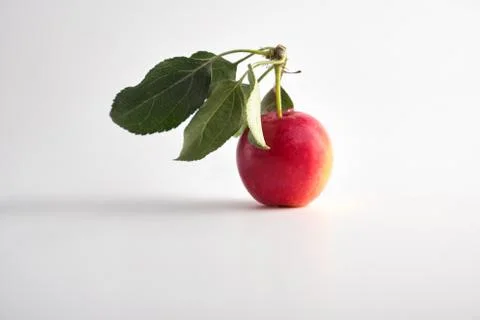 Apple on a light background Stock Photos