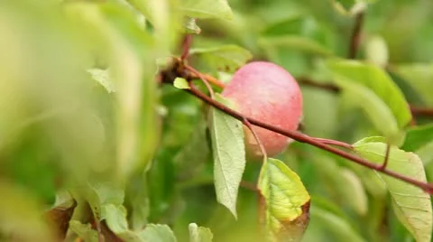 Apple light Stock Footage 11851462