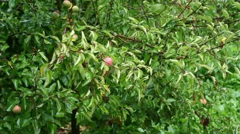 Apple light Video stock 11852802