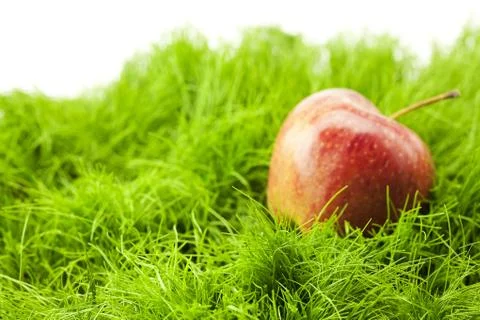 Apple lying on green grass Stock Photos