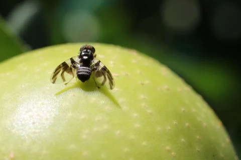 Apple Maggot Fly on Fruit Fotos Stock