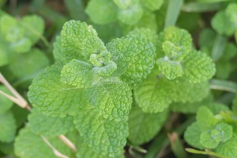 Apple mint plant close up view outdoors mentha suavelens Stock Photos