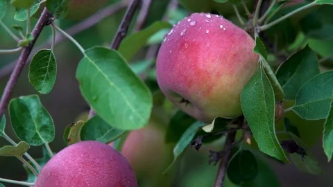 Apple with morning dew Stock Footage 117620097