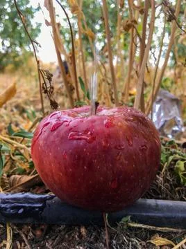 Apple of morocco 库存照片