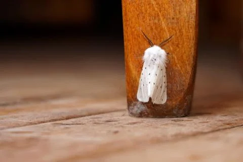Apple moth in the house Foto stock