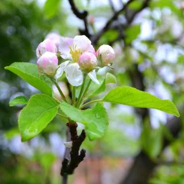 Apple. Nice flower in early spring. The first flowers appear in spring season Stock Photos