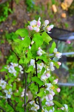 Apple. Nice flower in early spring. The first flowers appear in spring season Stock Photos