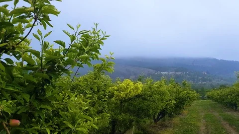 Apple niebla Stock Footage 112943833