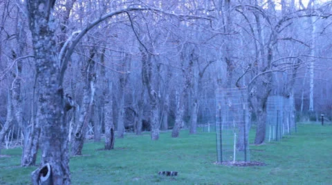 Apple ochard Stock-Footage 22824810