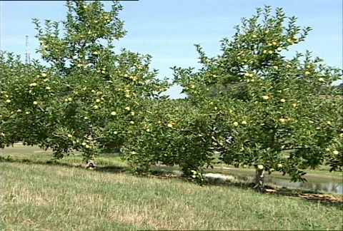 Apple Orchard 041 Stock Footage 486475