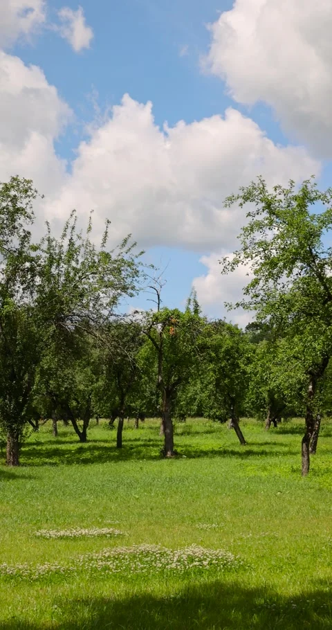 Apple orchard with abandoned trees that are not being cared for, planted in rows Stock Footage 326367995