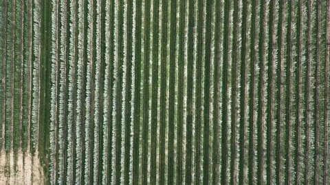 Apple Orchard Aerial Video stock 307965333